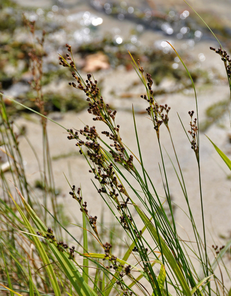 Изображение особи Juncus compressus.