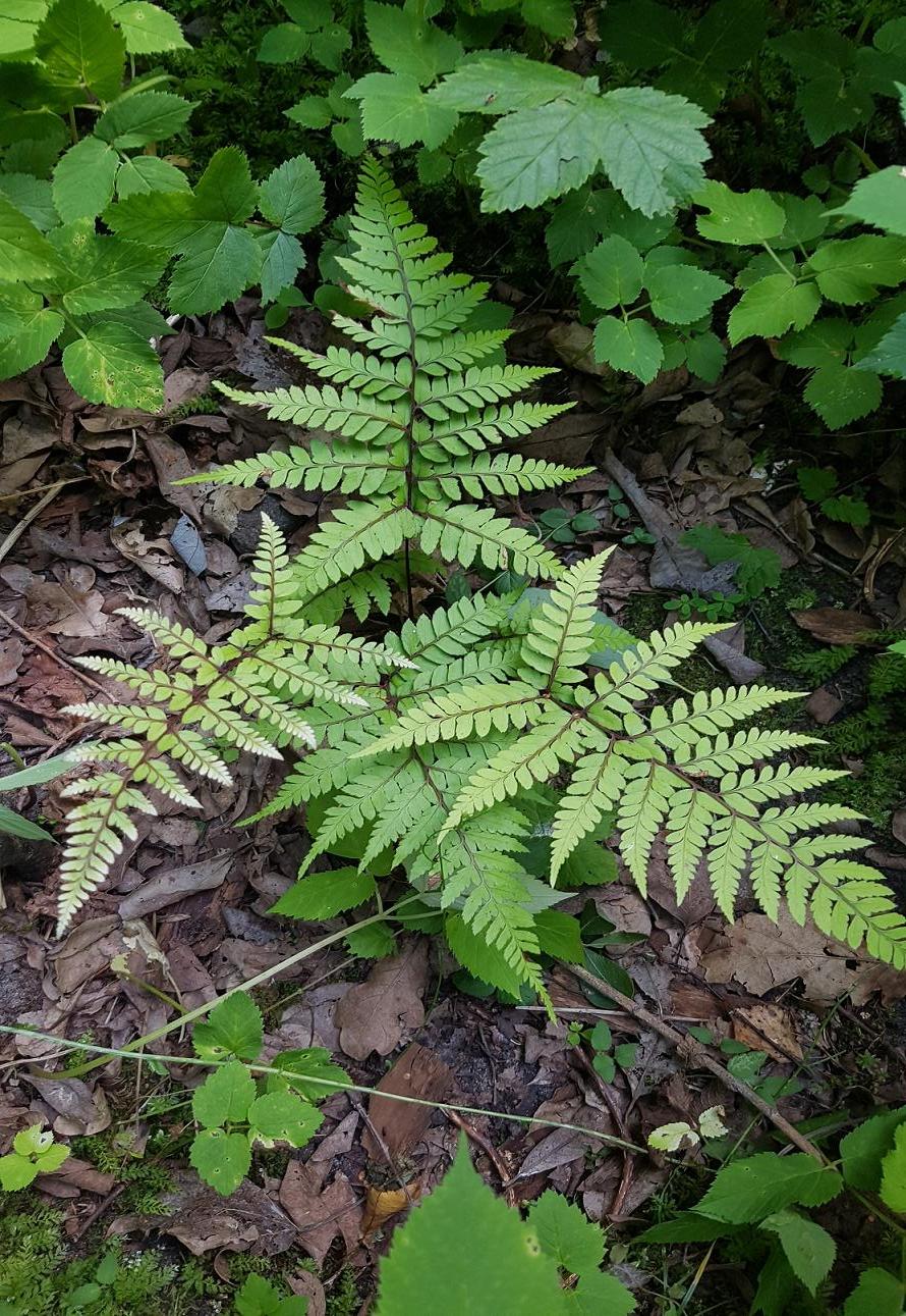 Изображение особи Athyrium otophorum var. okanum.