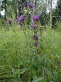 Campanula glomerata