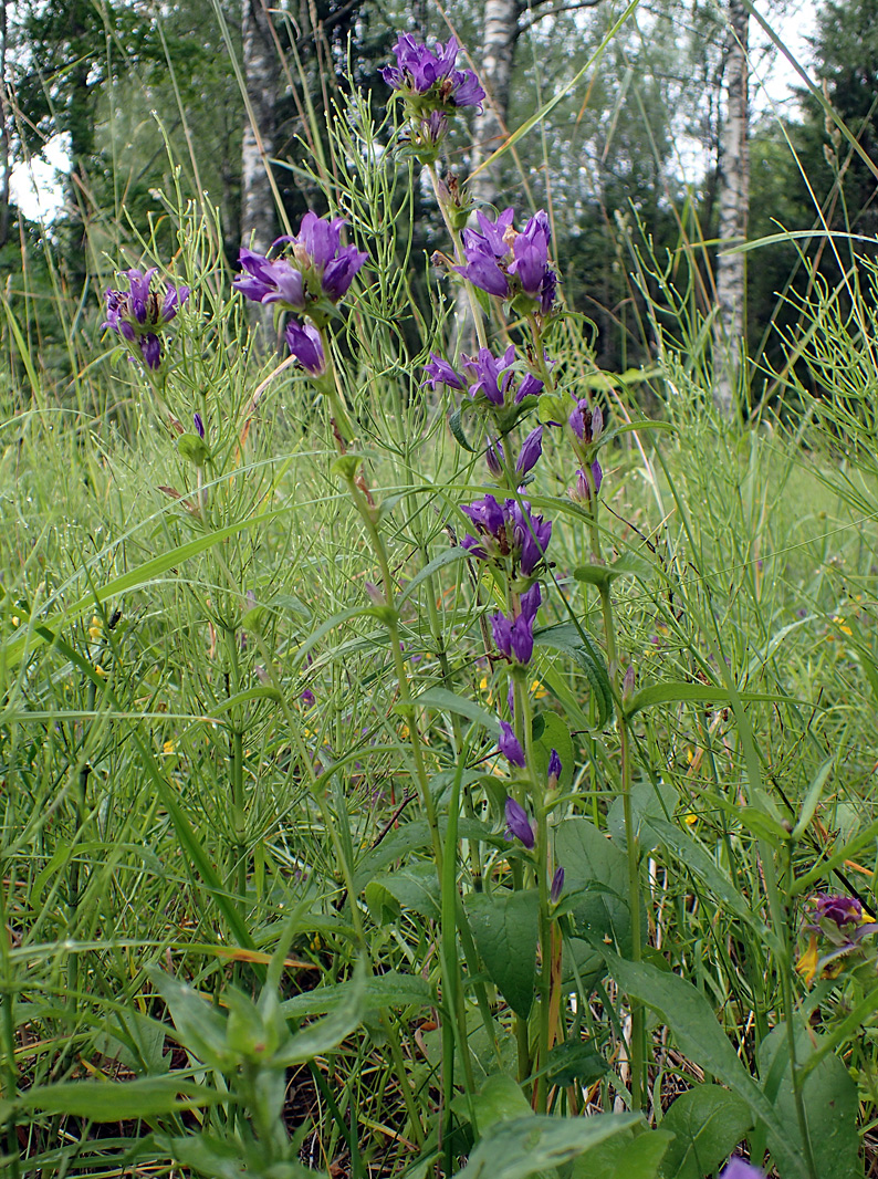 Изображение особи Campanula glomerata.