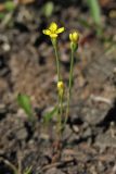 Cicendia filiformis. Цветущее растение. Нидерланды, провинция Drenthe, национальный парк Drentsche Aa, заказник Eexterveld, участок с нарушенным травяным покровом. 14 июля 2008 г.