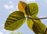 Ficus auriculata. Верхушка ветки взрослого дерева. Израиль, Шарон, г. Тель-Авив, ботанический сад университета. 22.10.2018.