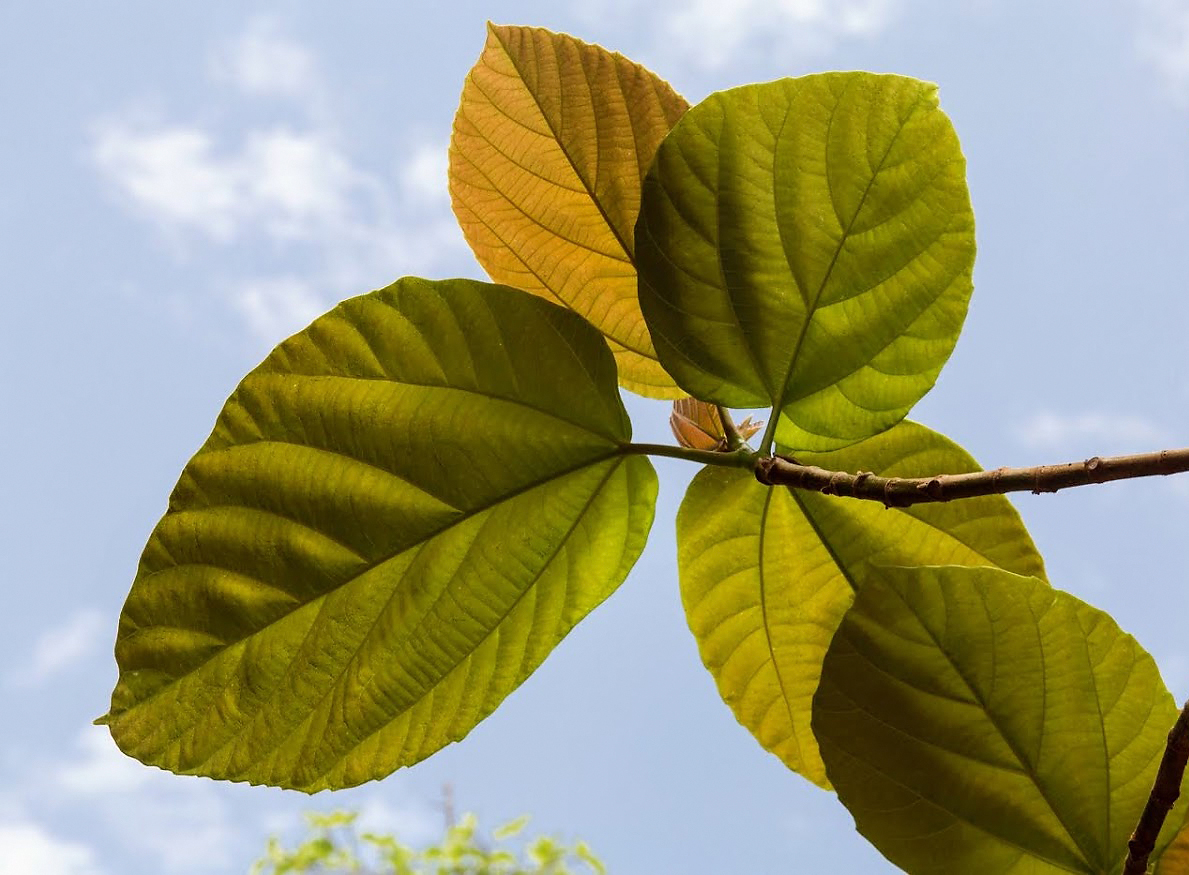 Изображение особи Ficus auriculata.