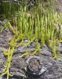 Lycopodium lagopus