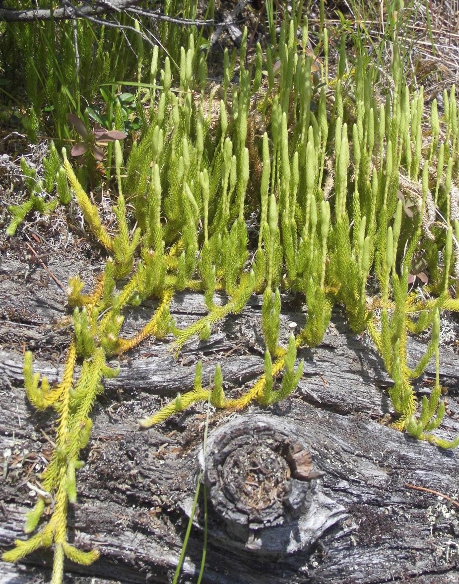 Image of Lycopodium lagopus specimen.