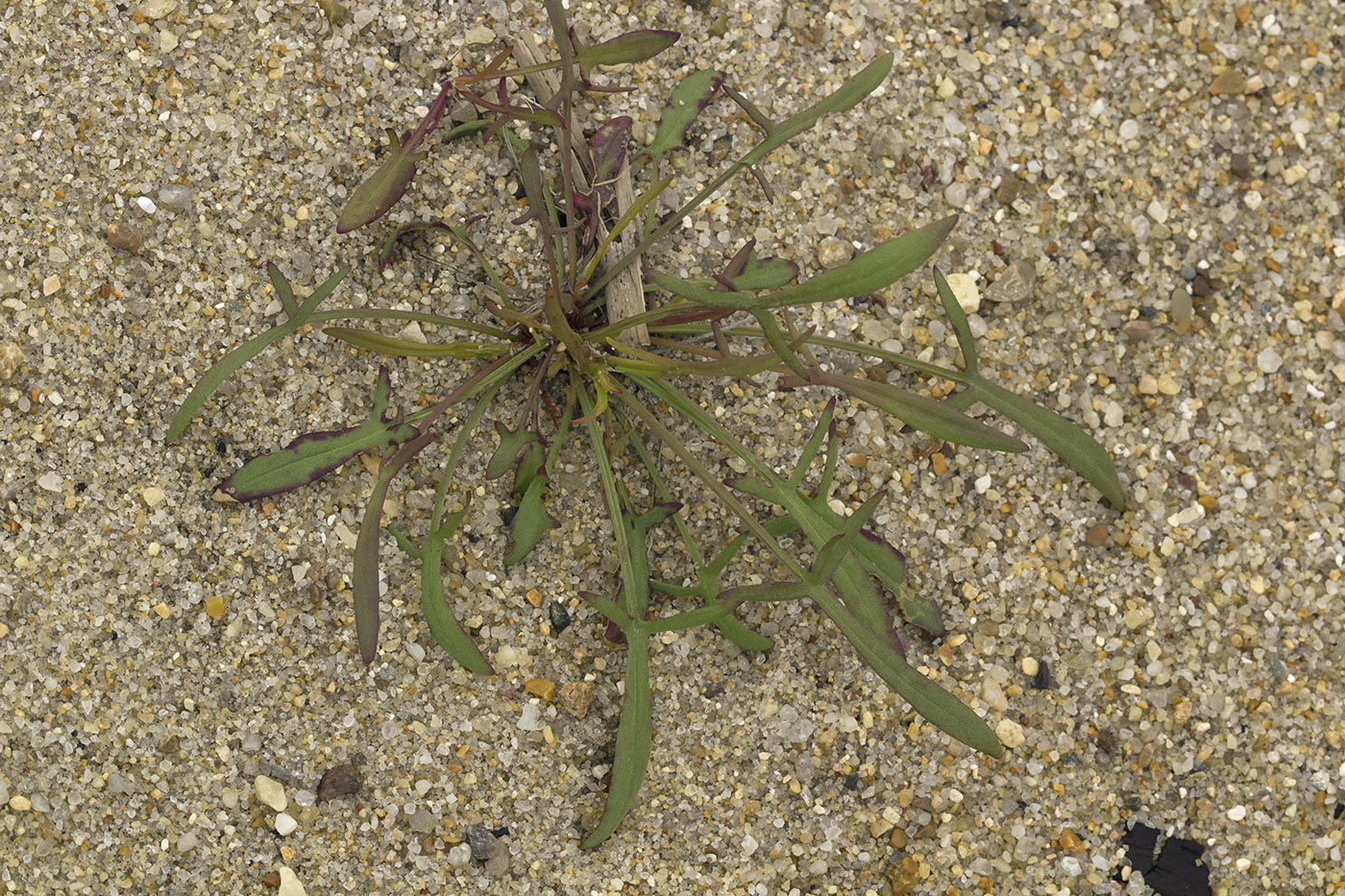 Image of Rumex acetosella specimen.