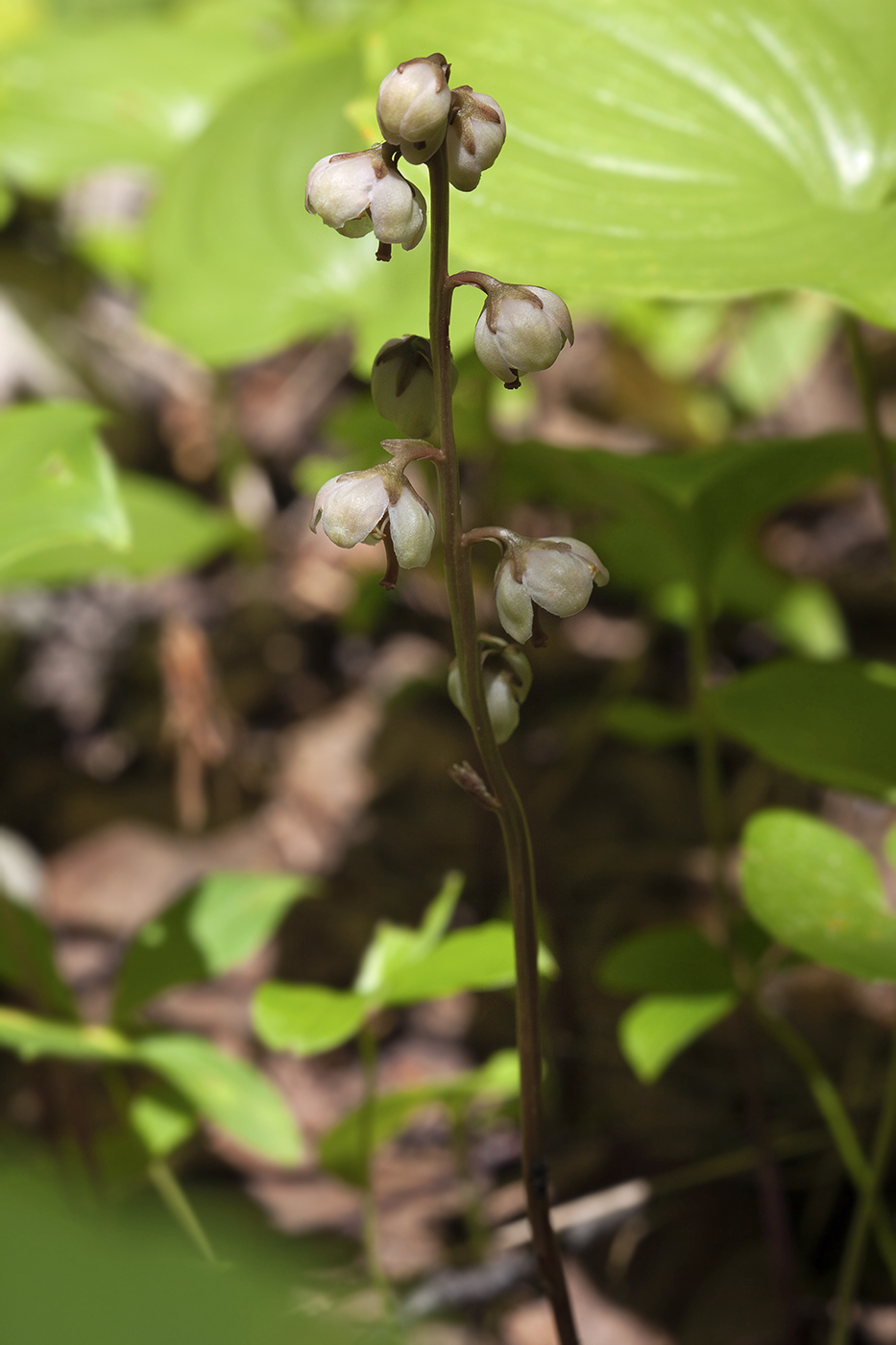 Image of Pyrola japonica specimen.