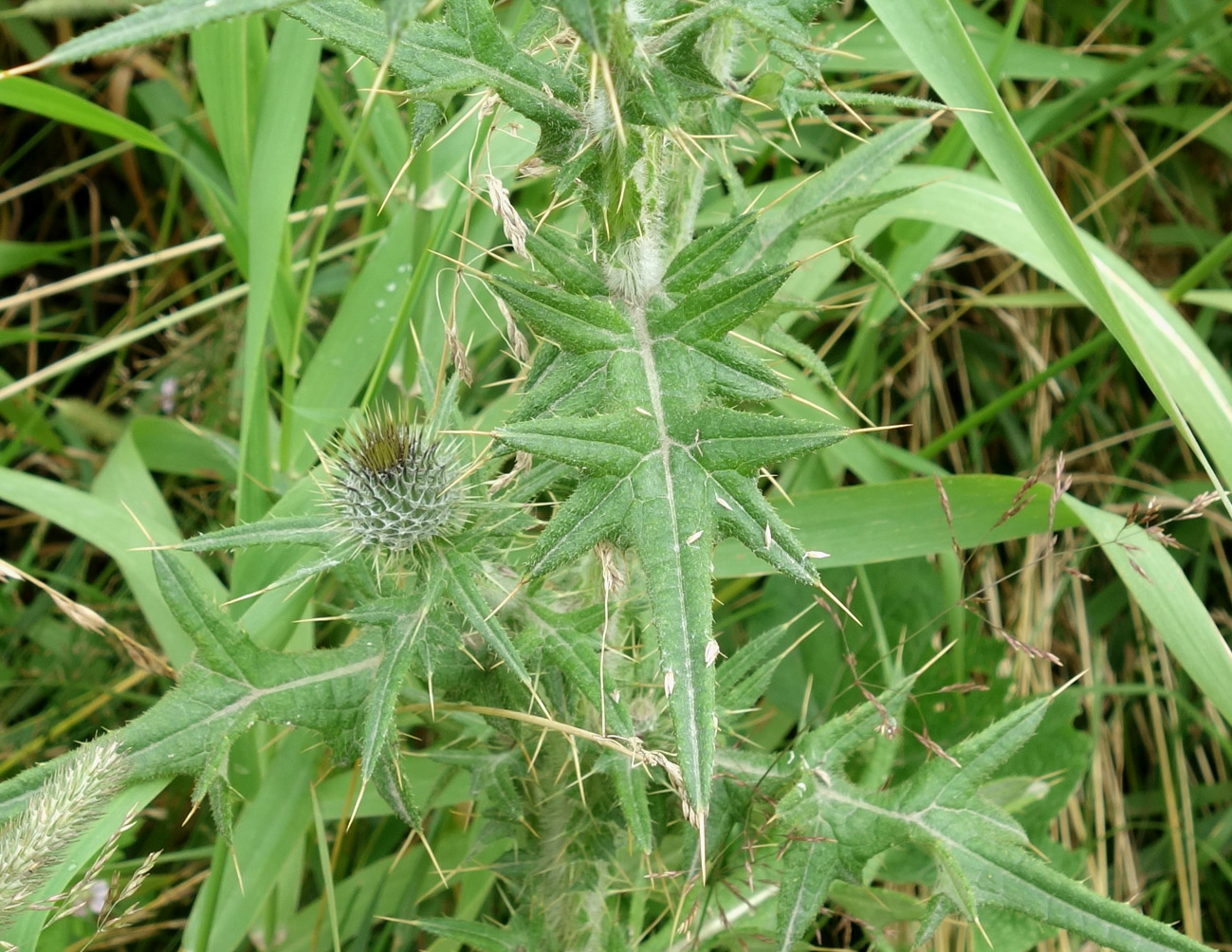 Image of Cirsium vulgare specimen.