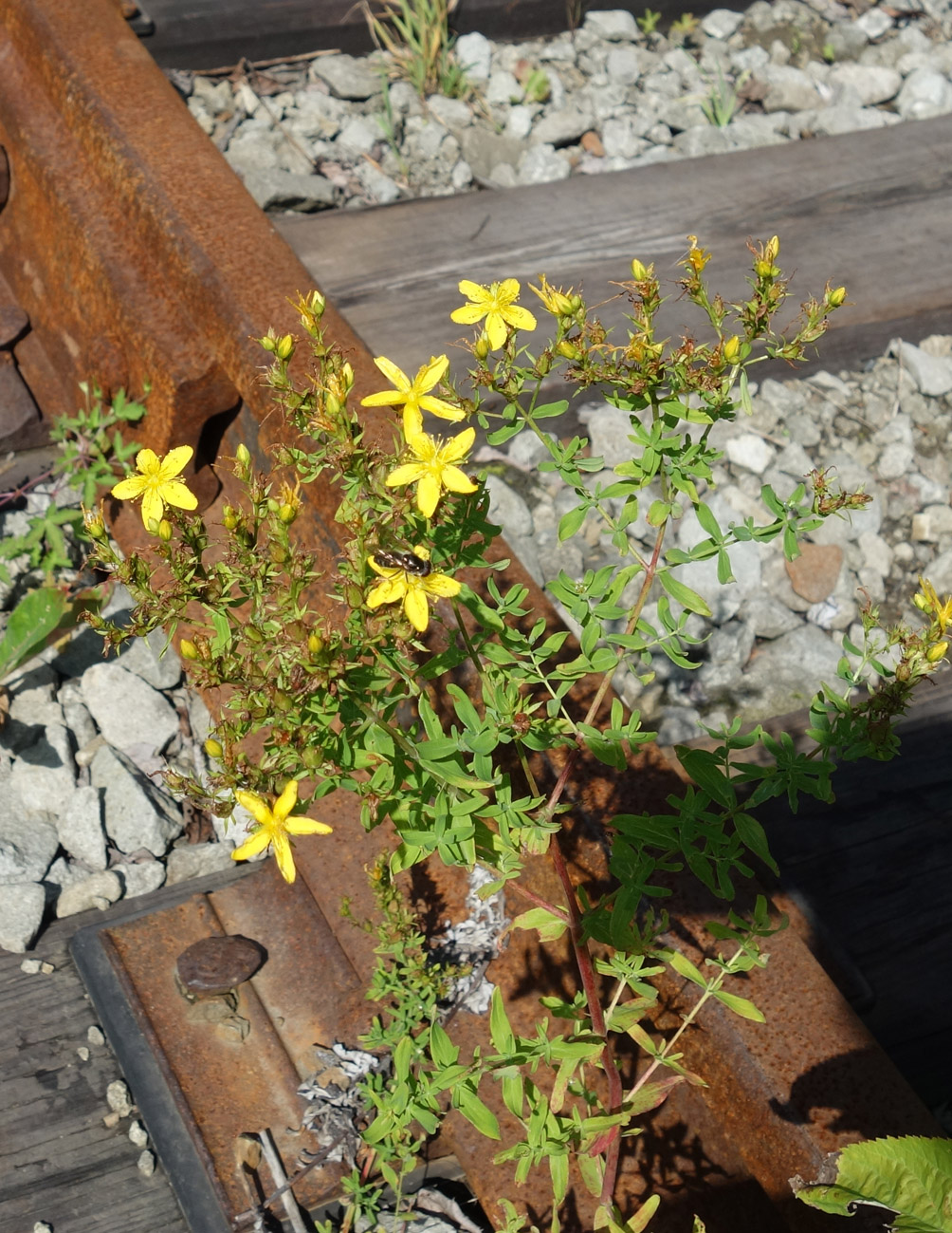 Image of Hypericum perforatum specimen.