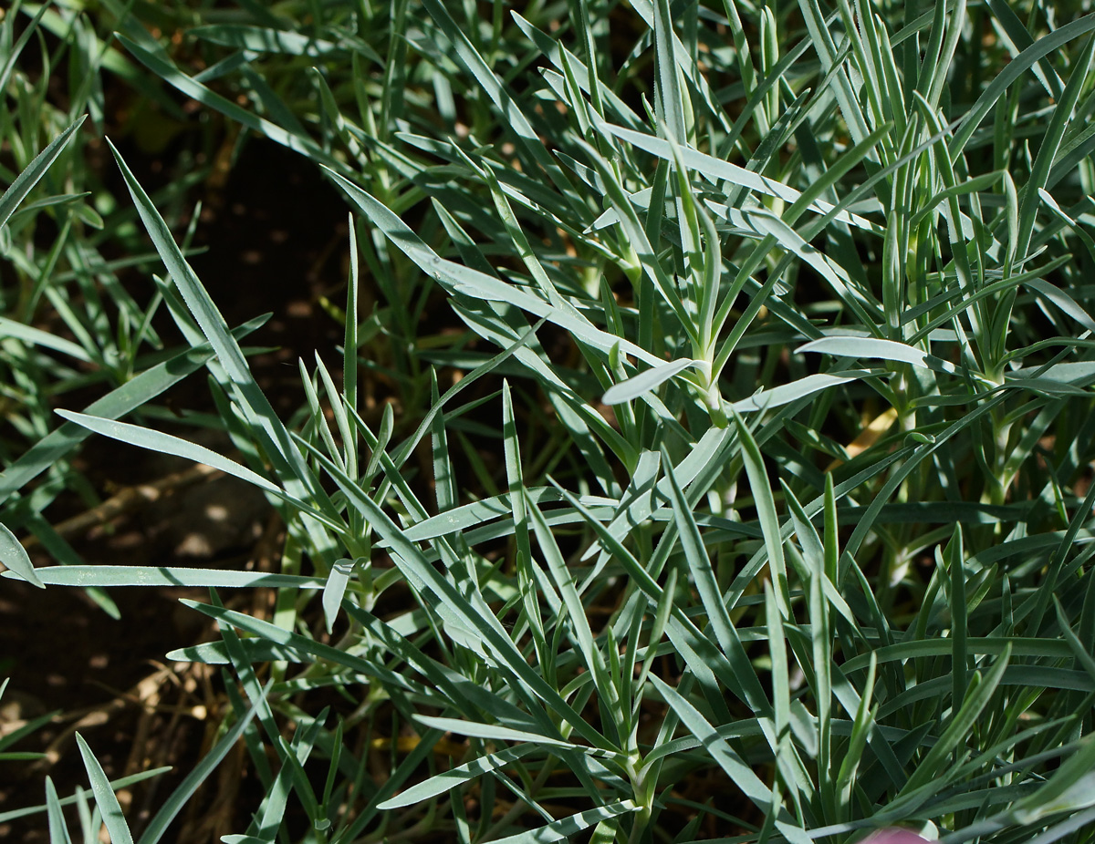Image of Dianthus chinensis specimen.