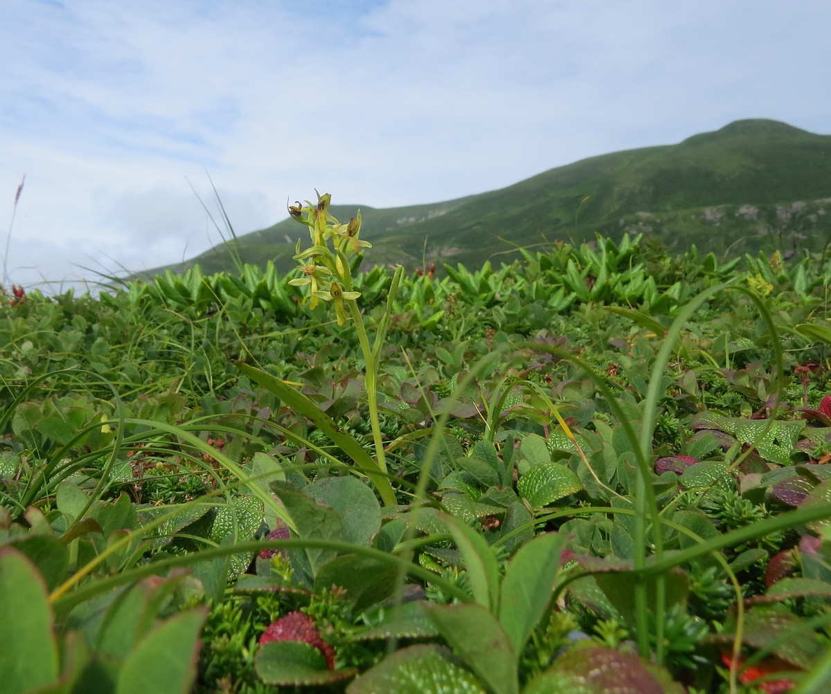 Image of Platanthera tipuloides specimen.