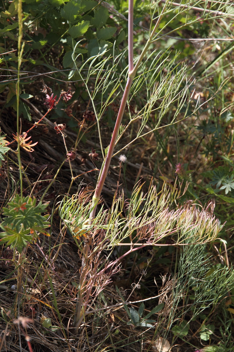 Image of Seseli osseum specimen.