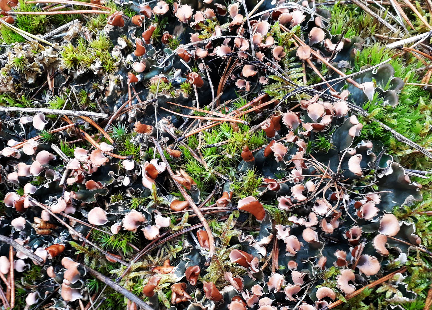 Image of genus Peltigera specimen.