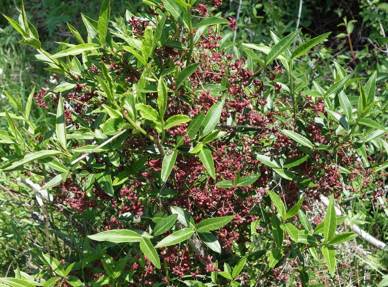 Image of Euonymus semenovii specimen.