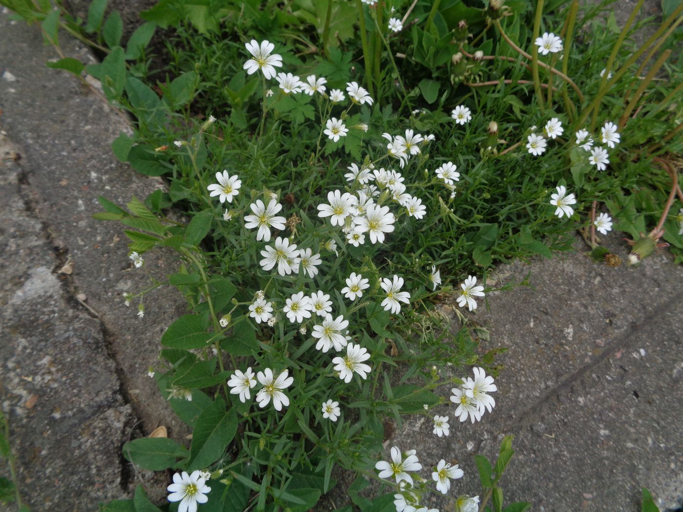 Image of Cerastium arvense specimen.