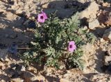 Erodium crassifolium. Цветущее растение. Израиль, окр. г. Арад, опустыненная фригана на ровной возвышенной каменистой поверхности. 05.03.2020.