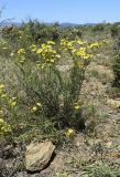 Senecio inaequidens