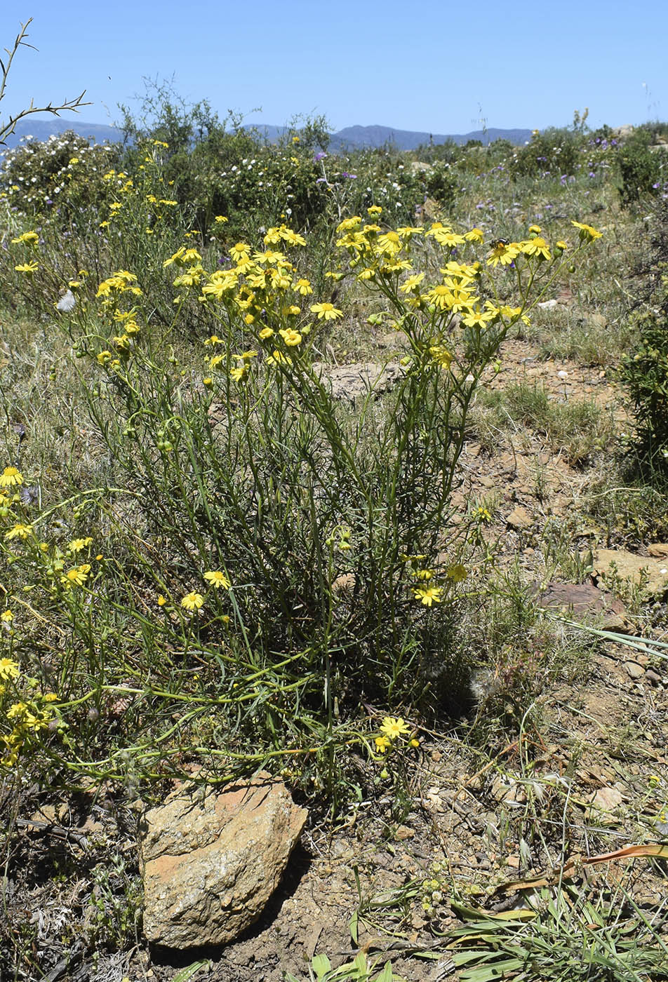 Изображение особи Senecio inaequidens.