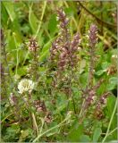 Odontites vulgaris. Цветущее растение. Чувашия, г. Шумерля. 23 августа 2010 г.