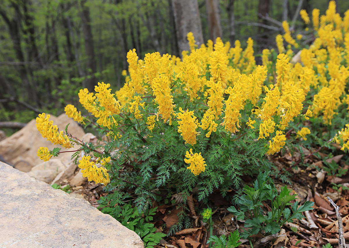 Изображение особи Corydalis speciosa.