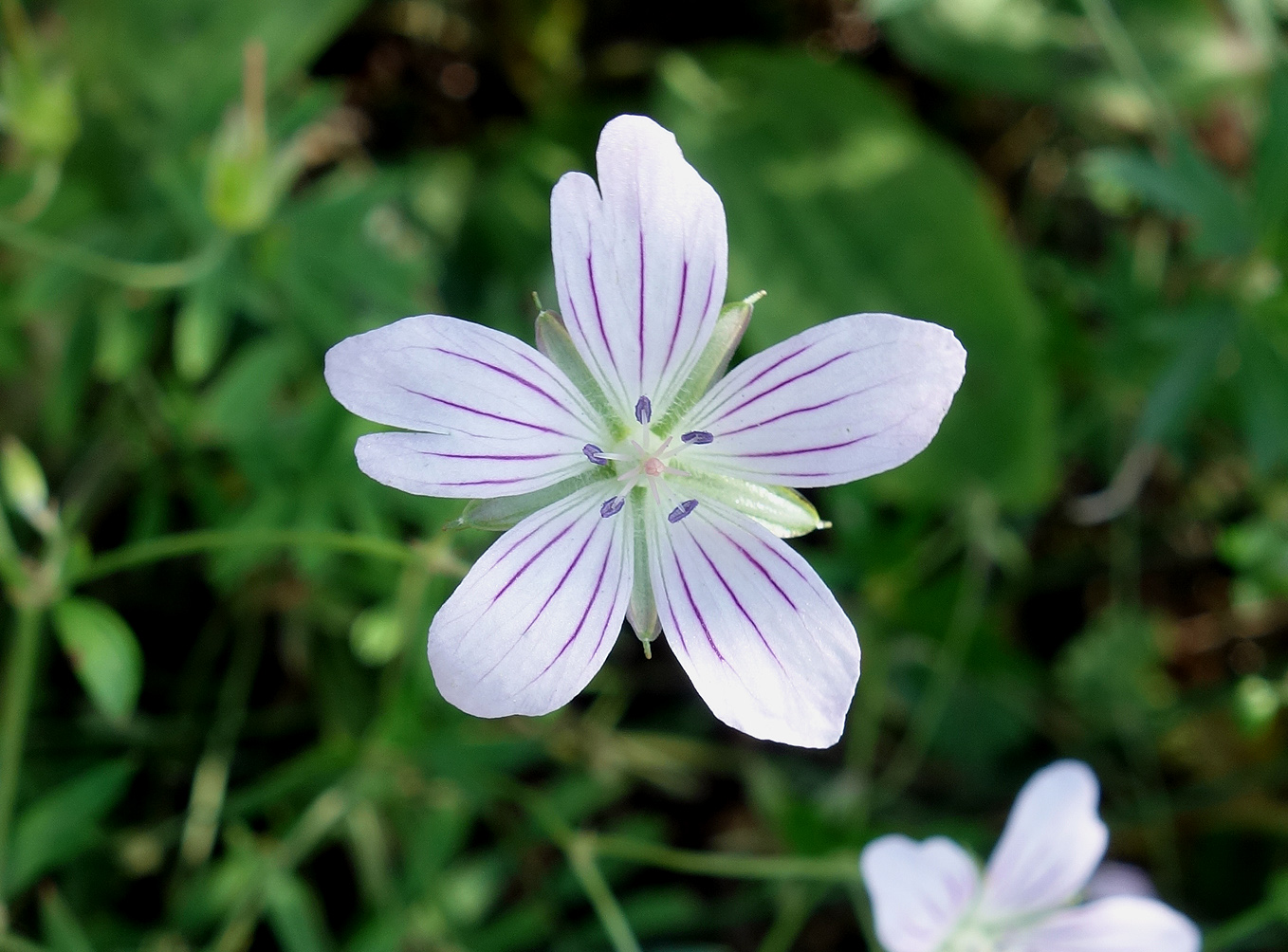 Изображение особи Geranium dahuricum.