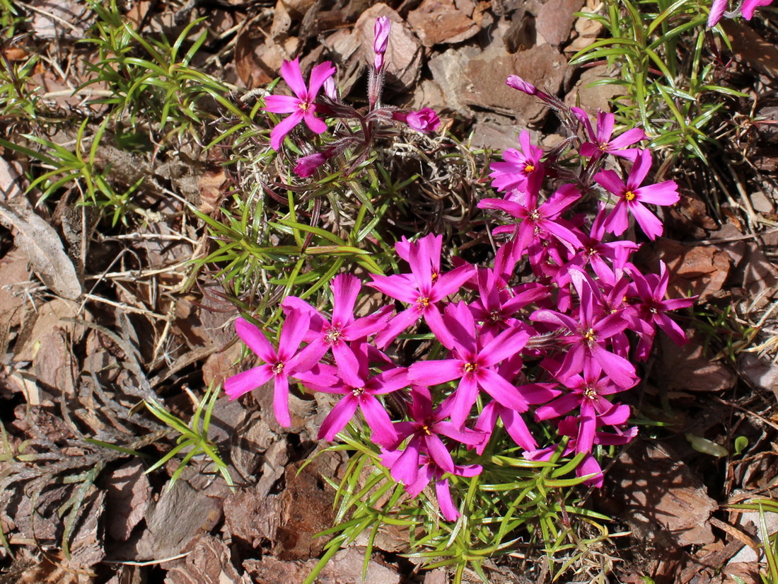 Изображение особи Phlox subulata.