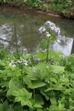 Lunaria rediviva