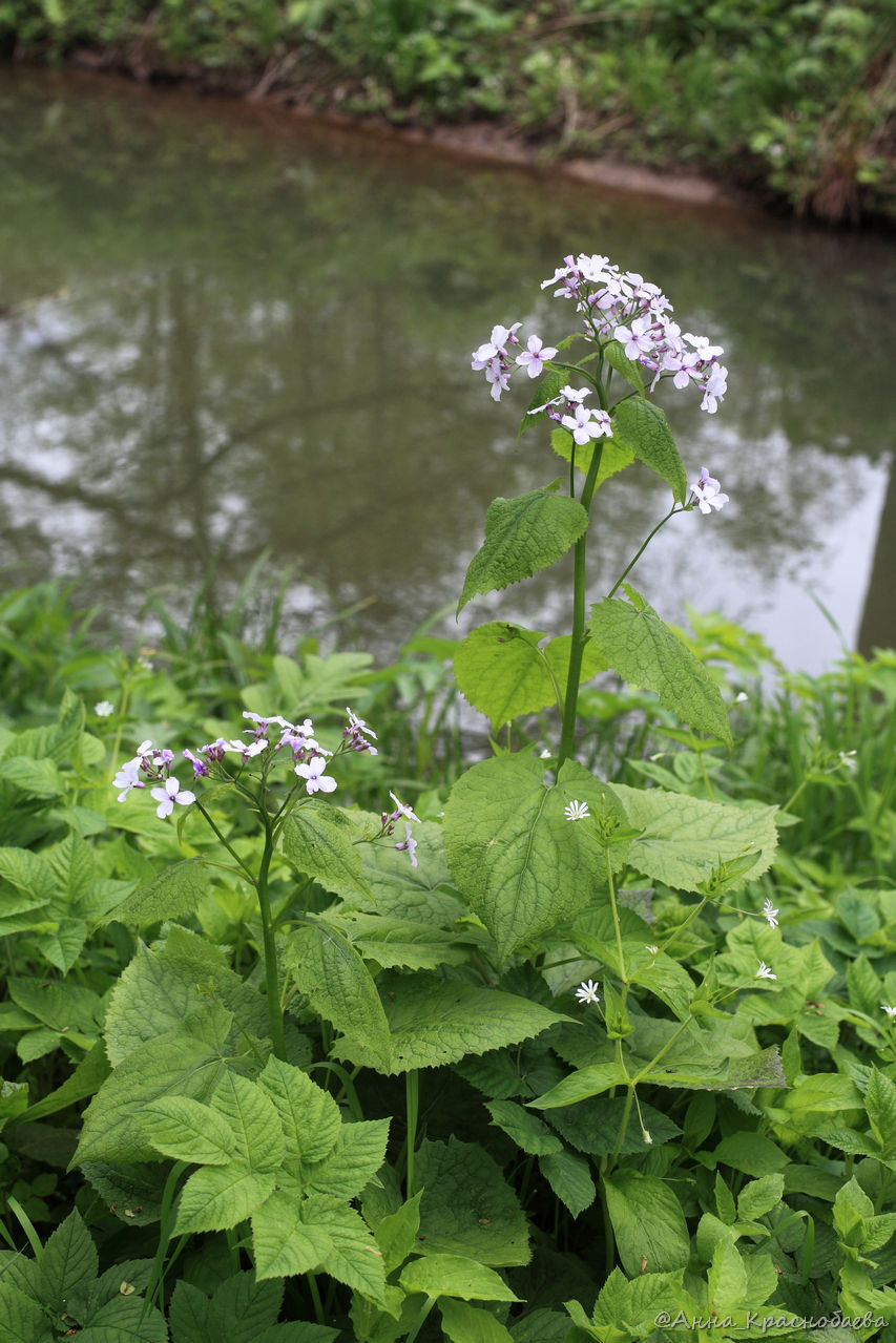 Изображение особи Lunaria rediviva.