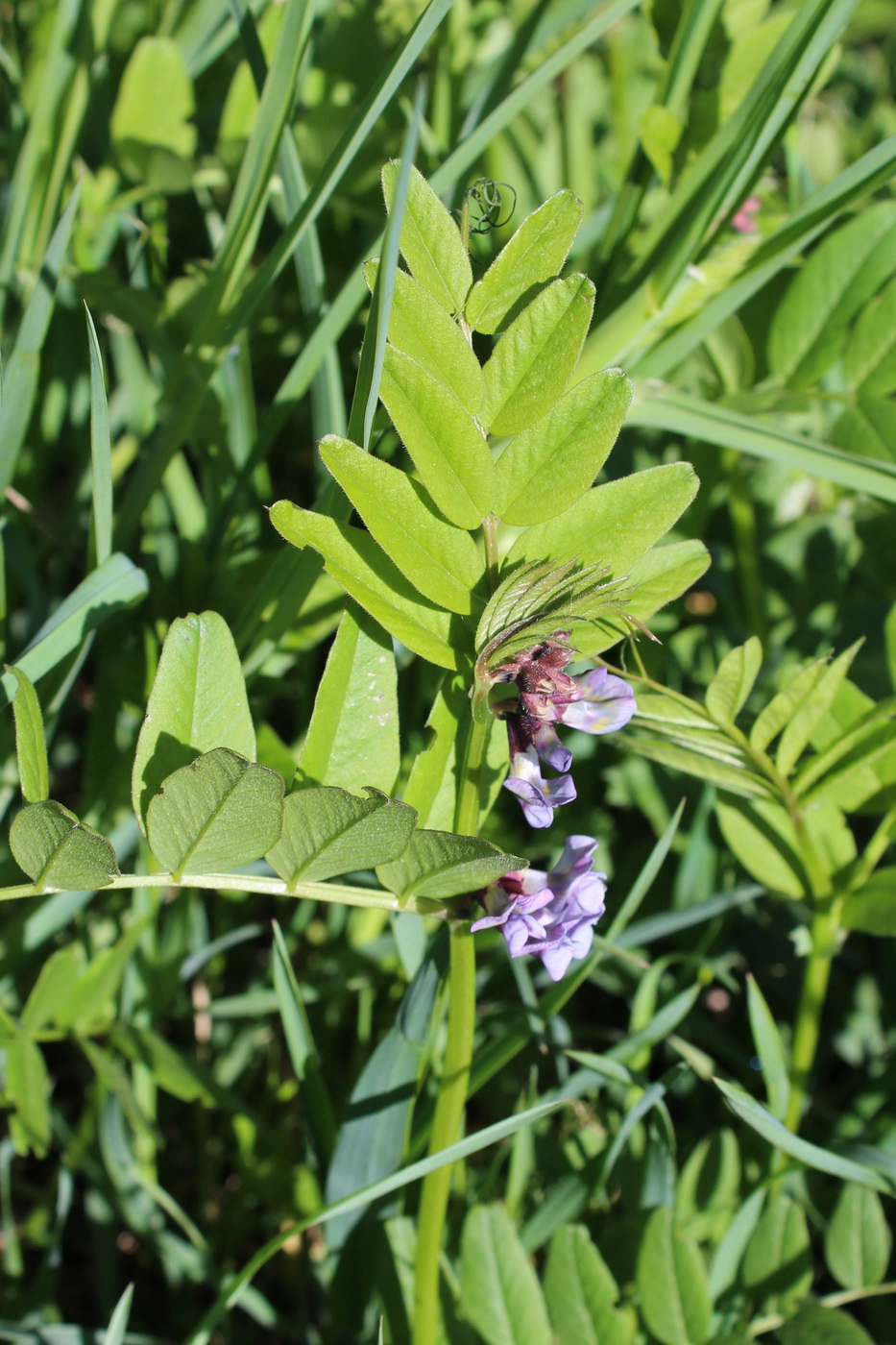 Image of Vicia sepium specimen.