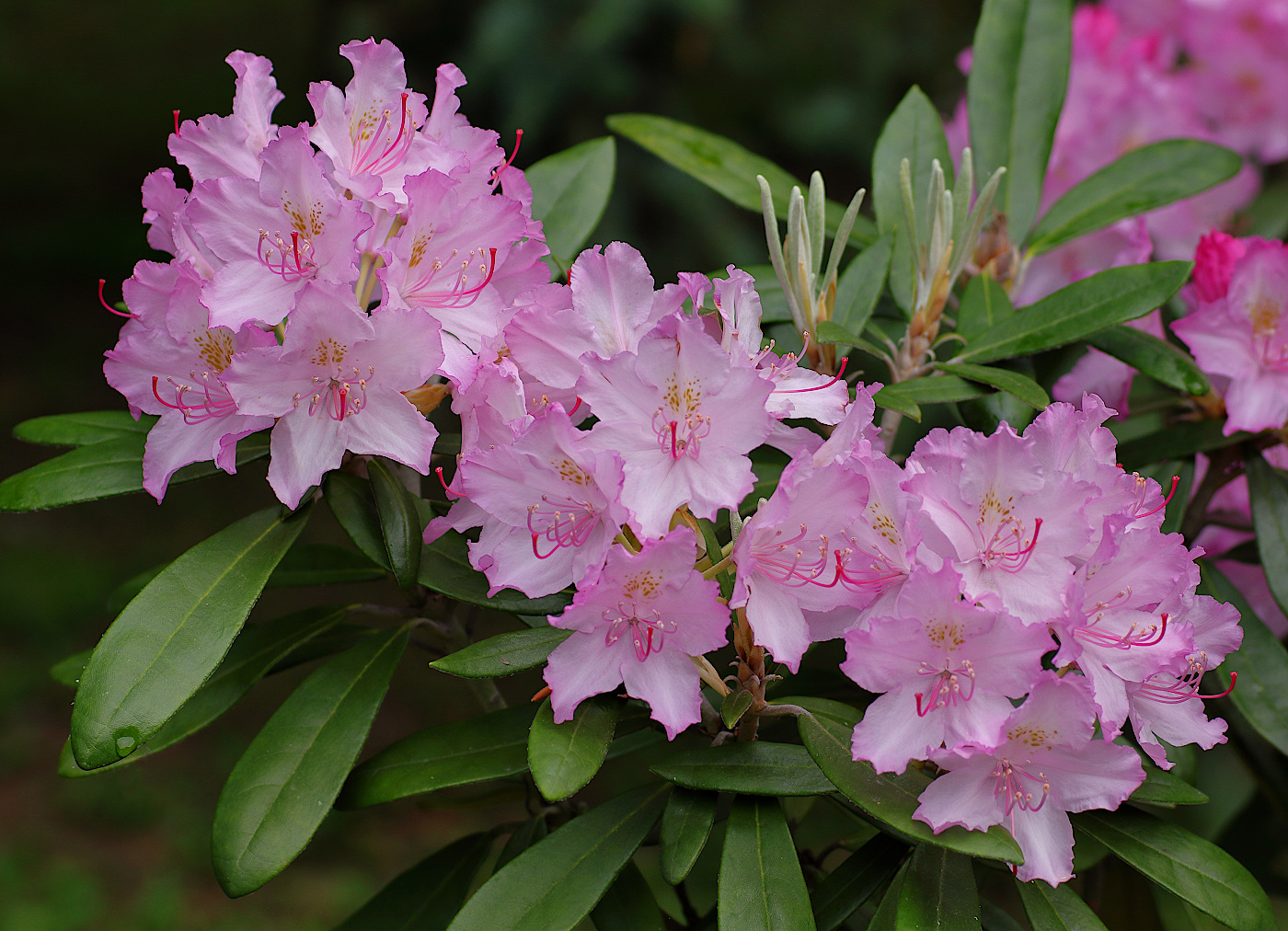 Image of Rhododendron catawbiense specimen.