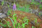 Dactylorhiza baltica