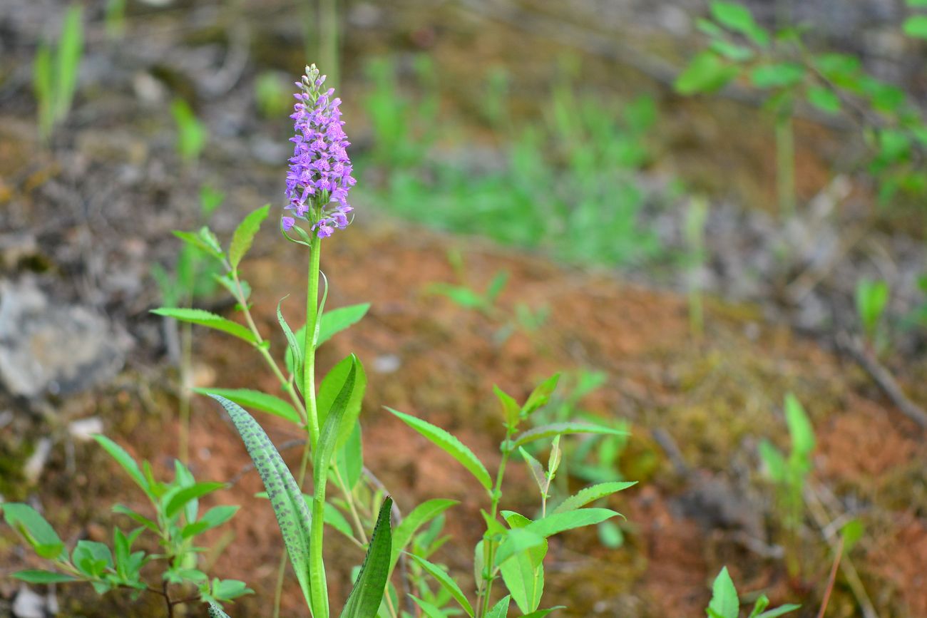 Image of Dactylorhiza baltica specimen.