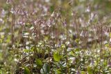 Linnaea borealis