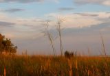 Stipa capillata. Верхушка колосящегося растения на закате. Алтайский край, Благовещенский р-н, окр. пос. Степное озеро, степь. 07.07.2020.