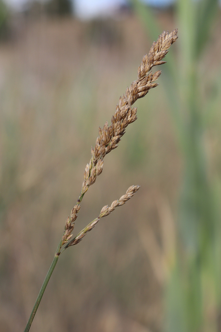 Image of Poa compressa specimen.