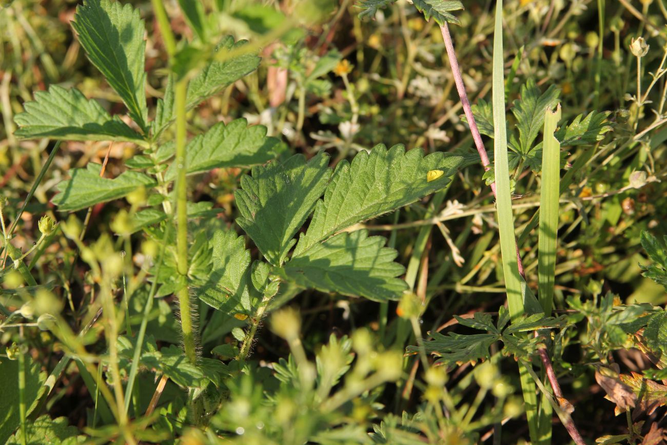Изображение особи Agrimonia pilosa.