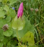 Malope trifida