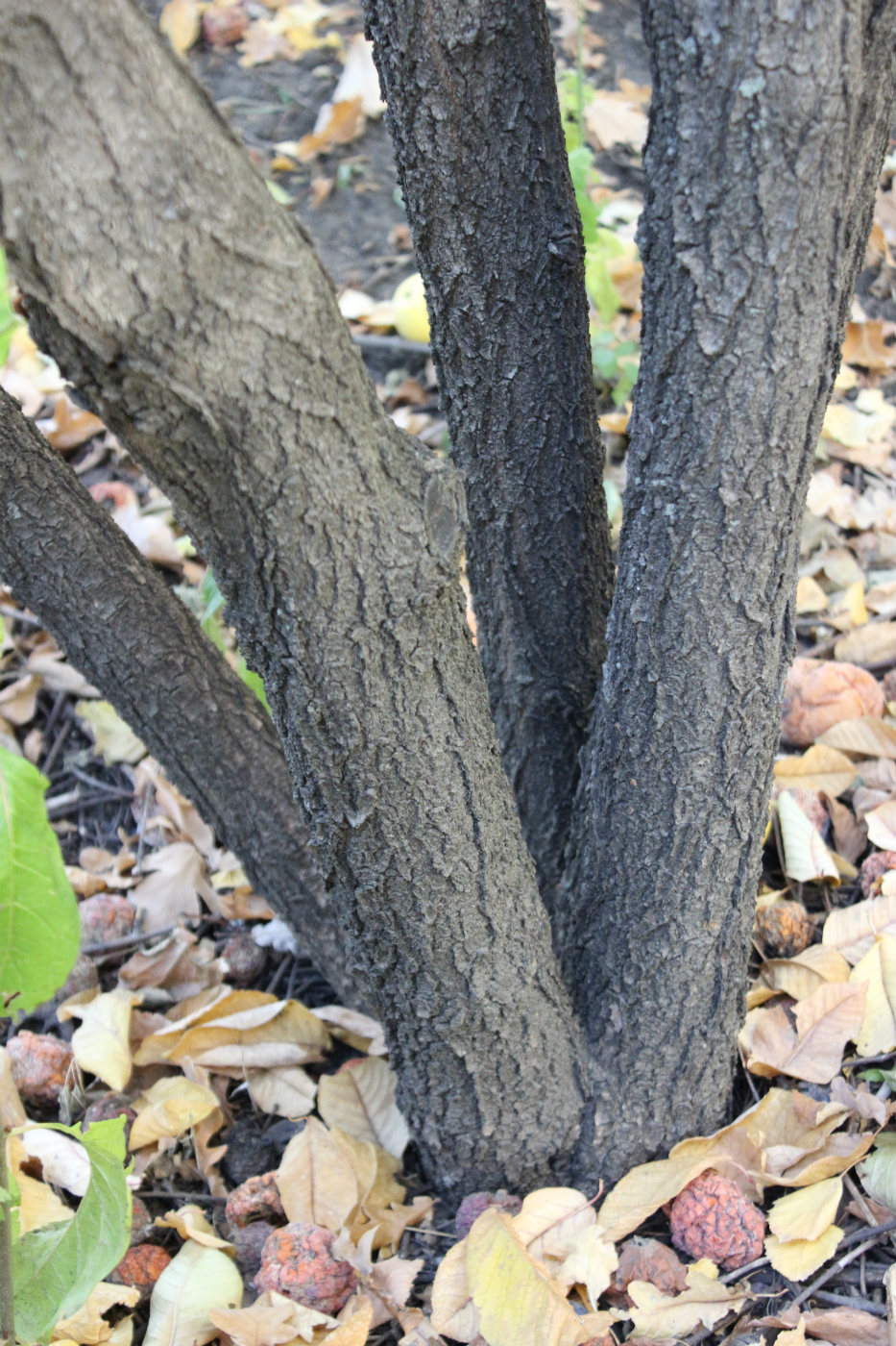 Image of Viburnum prunifolium specimen.