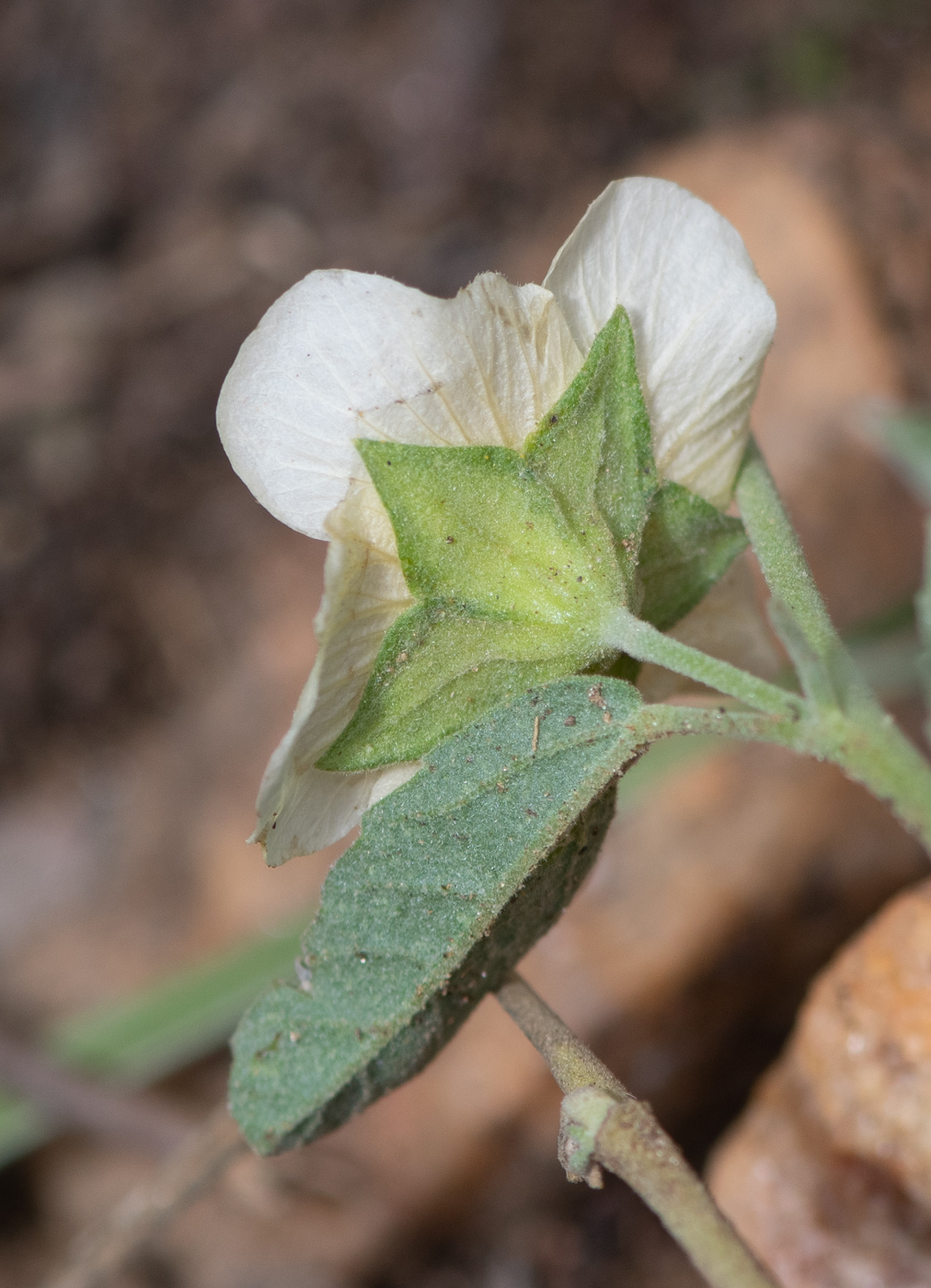 Image of Sida ovata specimen.