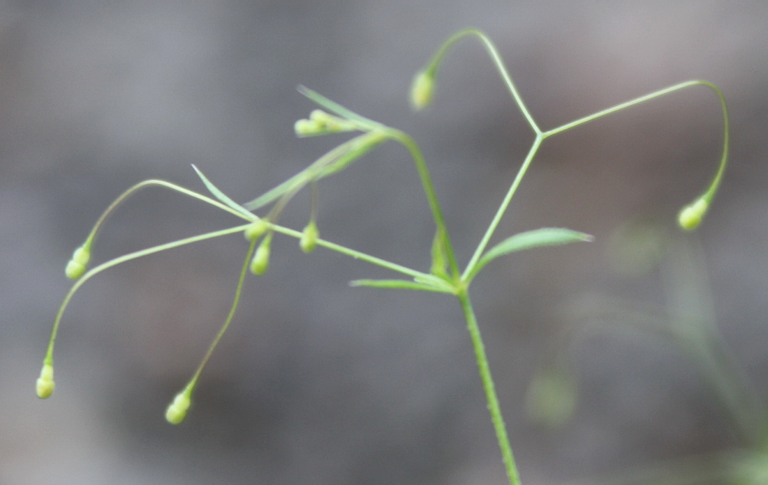 Изображение особи Galium tenuissimum.