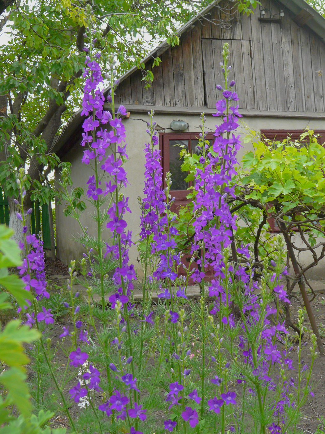 Image of Delphinium ajacis specimen.