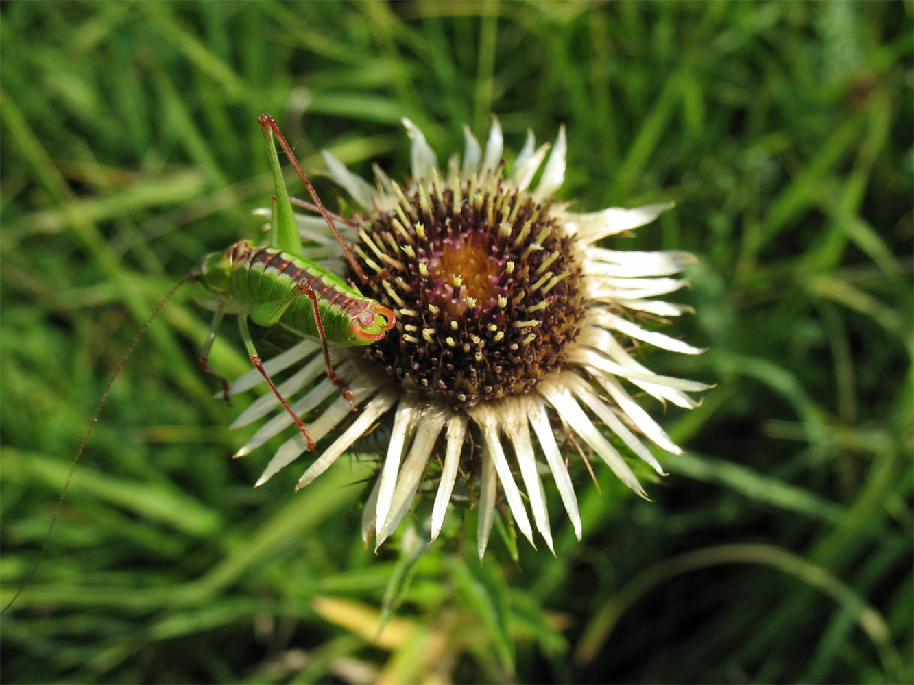 Изображение особи Carlina intermedia.