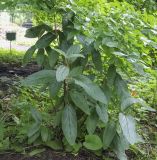 Viburnum rhytidophyllum