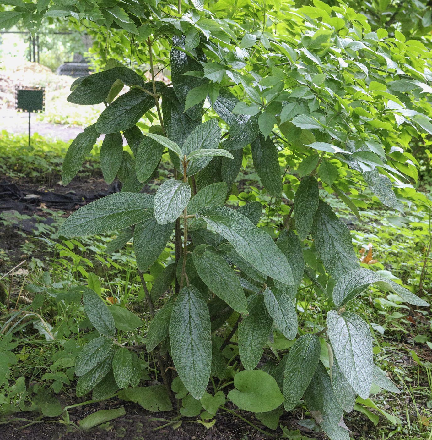 Изображение особи Viburnum rhytidophyllum.