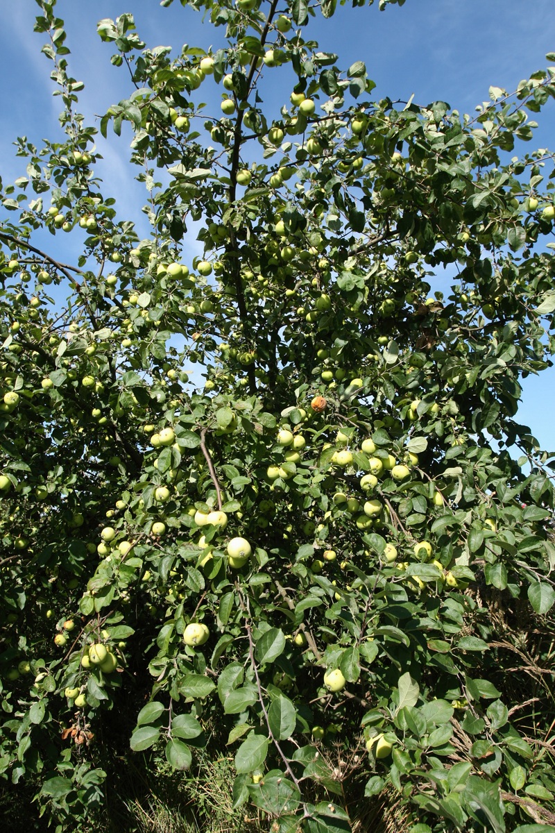 Изображение особи Malus domestica.