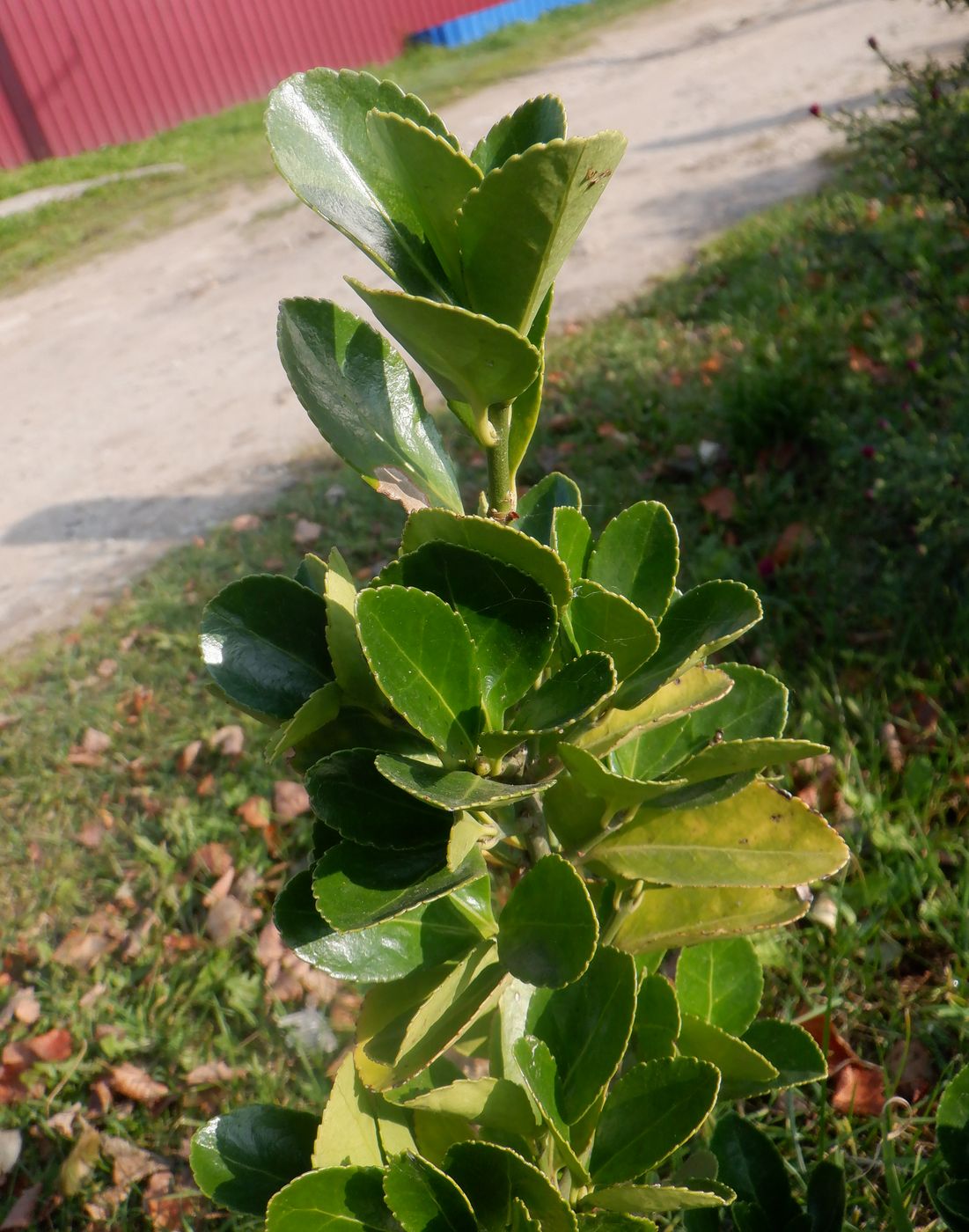 Image of Euonymus japonicus specimen.