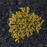 Image of taxon representative. Author is Александр Козловских