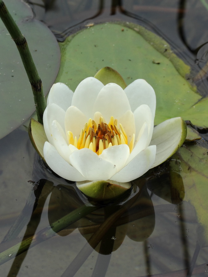 Image of Nymphaea candida specimen.