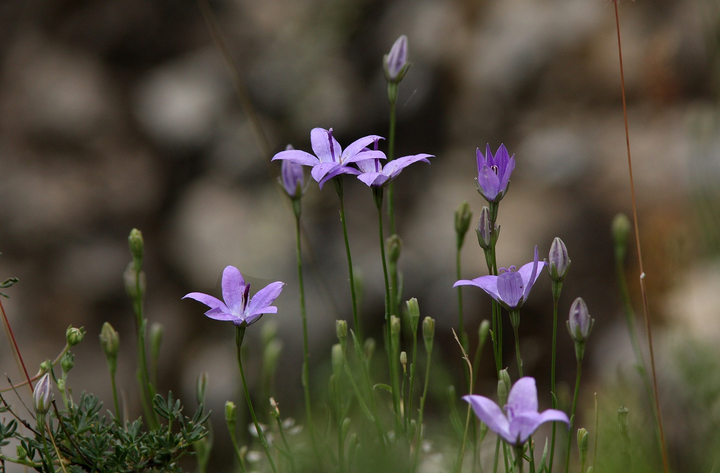 Image of Campanula alberti specimen.