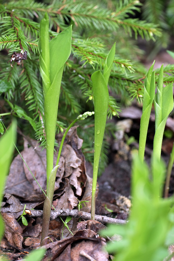 Image of Convallaria majalis specimen.